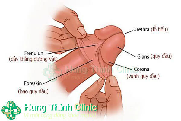 Tỉ lệ người trong hình họa