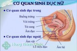 Hình ảnh cấu tạo bộ phận sinh dục nữ 3D. 2D cách tìm Điểm G