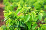 Sau khi phá thai có nên ăn rau ngót không, có ảnh hưởng gì đến sức khỏe?
