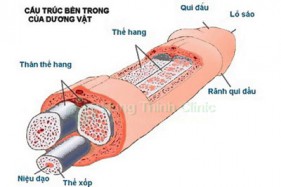 Hình ảnh cấu tạo bộ phận sinh dục nam 3D đẹp nhất 2025