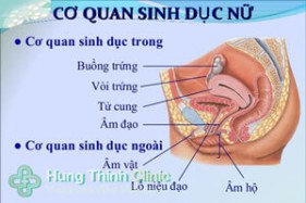 Hình ảnh cấu tạo bộ phận sinh dục nữ 3D. 2D cách tìm Điểm G
